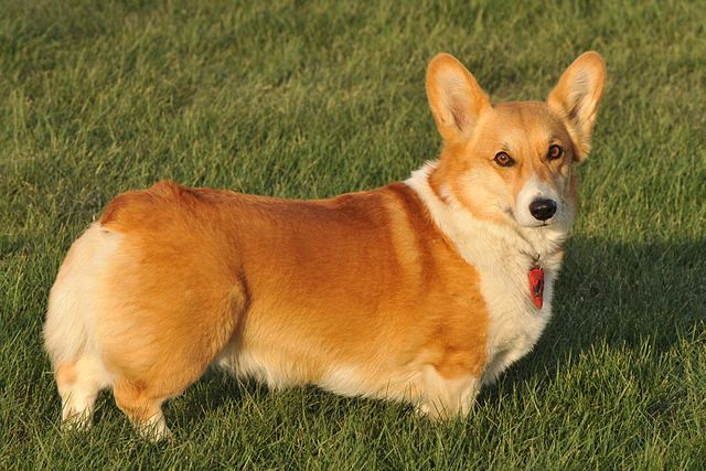 640px-welchcorgipembroke