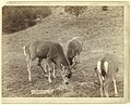 "A Dear Picture." At Hot Springs, S.D., on F.E. & M.V. Ry. LCCN99613970.jpg