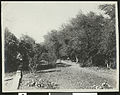 "A shady corner in a Yuma garden", showing furrowed soil, (s.d.) (CHS-46503).jpg