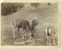 "A Dear Picture." At Hot Springs, S.D., on F.E. & M.V. Ry. LCCN99613970.tif